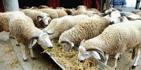 L'un des indices en prélude à cette fête sacrée sont les préparatifs de l'onssa comme de coutume à la veille de chaque aid. Aïd Al Adha: voici le prix du mouton cette année au Maroc