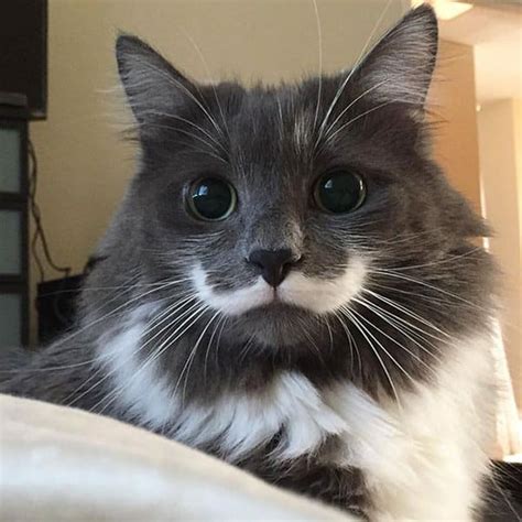 A wide variety of cat fur patterns options are available to you, such as charging time, material, and feature. Amazing Cats That Have Crazy Fur Markings