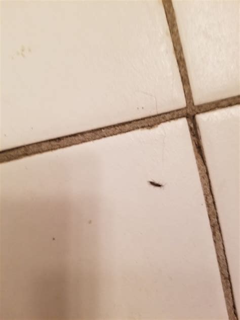 Identifying A Small Black Bug Thriftyfun