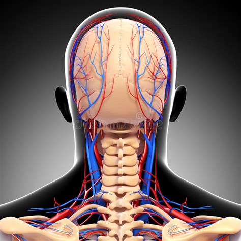 Male Head Back View Circulatory System Stock Illustration