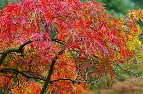 Growing Japanese Maples In Zone 7 How To Care For Zone 7 Japanese Maples