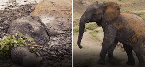 Kenya Elephants Stuck In Mud For Two Days Rescued