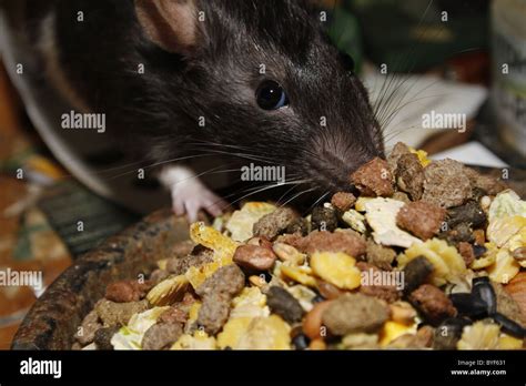 Hungry Rat Hi Res Stock Photography And Images Alamy