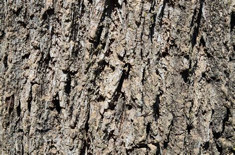 Types Of Tree Barks Tree Bark Identification Tree Ide