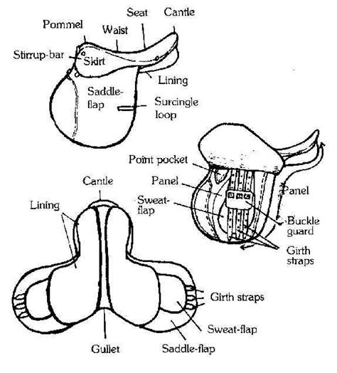 English Saddle Parts Horse Facts Horse Saddles English Saddle