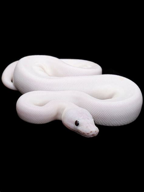 White Ball Python Pet Snake