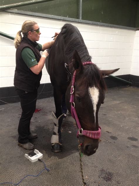 Using Laser Surgery To Treat A Horses Sarcoids Your Horse Magazine
