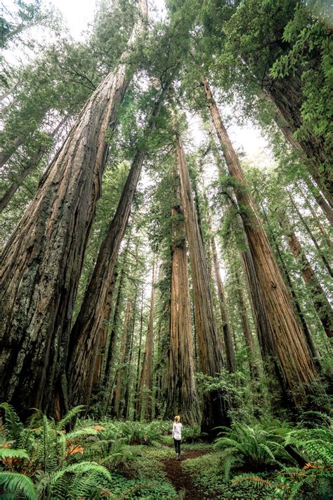 9 Epic Hikes At Redwood National Park Helpful Video