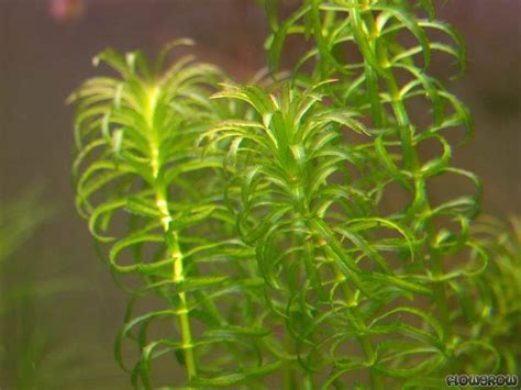 Egeria Najas Narrow Leaf Anacharis Flowgrow Aquatic Plant Database