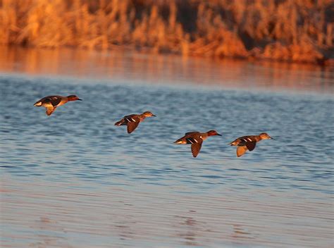 Greenwing Teal Flight Photograph By John Dart Fine Art America