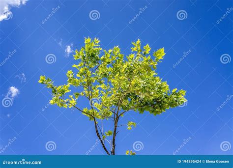 Maple Tree With Green Foliage On A Blue Sky Background On A Sunny Day