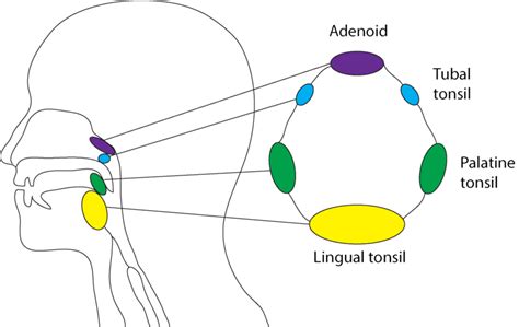 Tonsil Diagram Anatomy