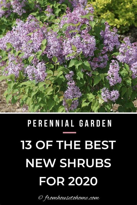 New 2020 Shrubs 13 Of The Best New Shrubs For 2020 Gardening From