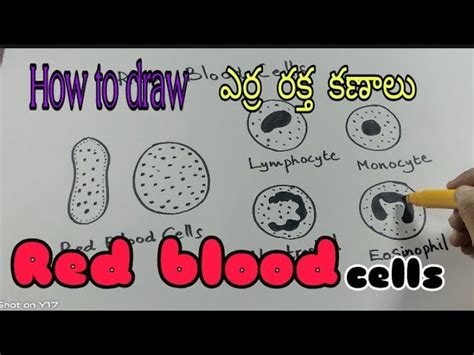 Details 78 White Blood Cells Pencil Drawing Best Nhadathoanghavn