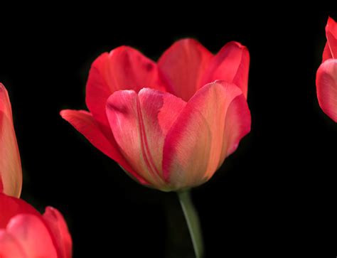 Free Images Blossom Petal Bloom Tulip Red Pink Close Petals