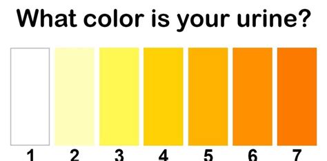 Dehydration Can Be Detected Using Pee Color You Just Need To See The