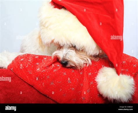 Long Haired Jack Russell Hi Res Stock Photography And Images Alamy