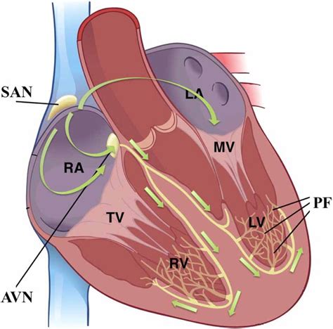The Cardiac Conduction System And The Cascade Of Cardiac Pacemaking
