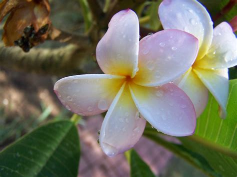 flowers, Nature, Plumeria Wallpapers HD / Desktop and Mobile Backgrounds