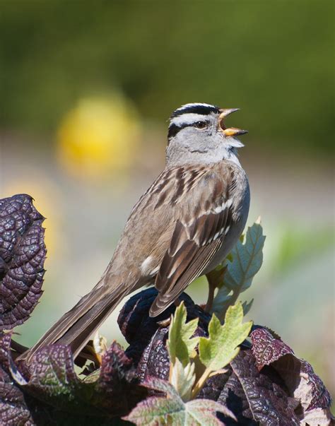 White Crowned Sparrow Audubon Field Guide