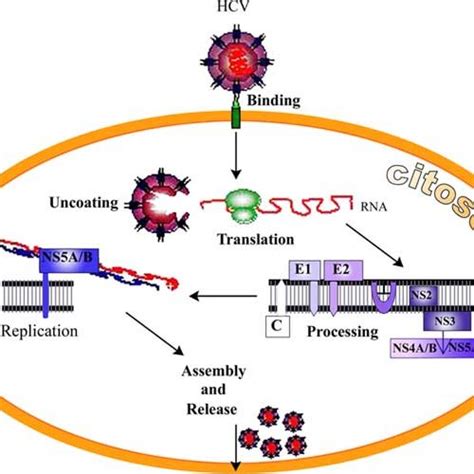 Differential Steps Of Hcv Life Cycle Download Scientific Diagram