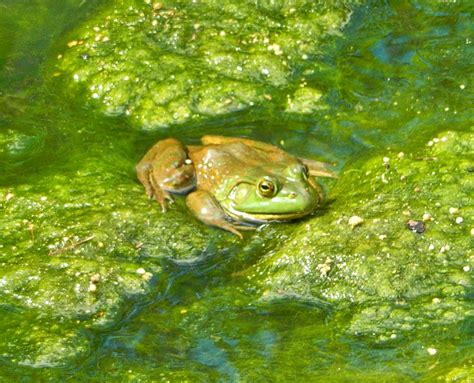 Green Frog In A Green Pond By Mehen