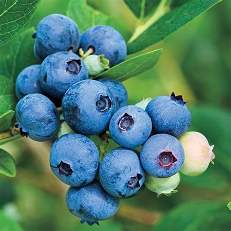 Jubilee Blueberry Gurneys Seed And Nursery Co