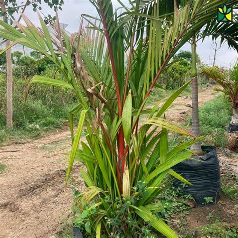 Red Palm Cyrtostachys Renda Buy In Indore