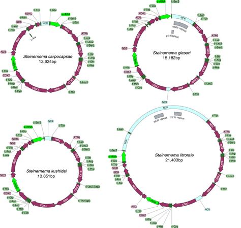 schematic overview of the four mitochondrial genomes download scientific diagram