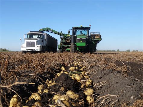 Potato Harvest Put to a Stop | Red River Farm Network