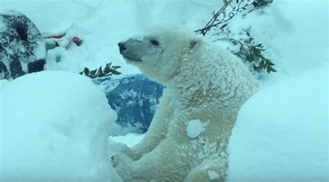 Zoo Closes After Blizzard But The Cameras Are Rolling When The Animals
