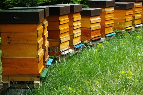 Wooden Beehives With Active Honeybees Stock Photo Image Of Commercial