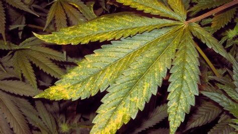 Cannabis Leaves Turning Yellow Growers Guide Garden Of Green