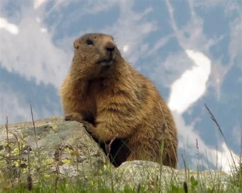 Alpine Marmot Zoopedia Wiki Fandom