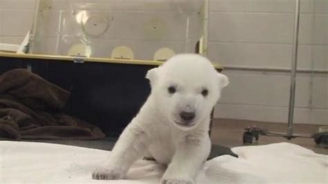 Un Cachorro De Oso Polar Da Sus Primeros Pasos