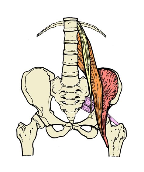 What Is The Psoas Muscle