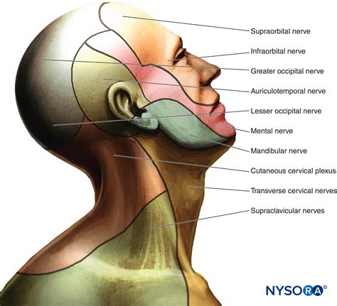 Cervical Plexus Block Landmarks And Nerve Stimulator Technique Nysora