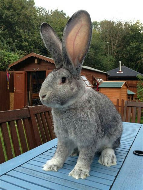 Seven Giant Rabbits Breeds Of Rabbits Possibly Larger Than Your Dog