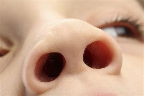 7 Surprising Facts About Your Nose For Better Us News