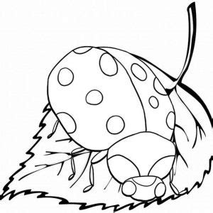 Ladybug insect over leaf coloring sheet from Baim - Mitraland