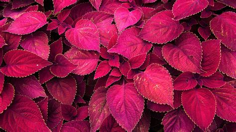 Download Coleus Plant Red Nature Leaf 4k Ultra Hd Wallpaper