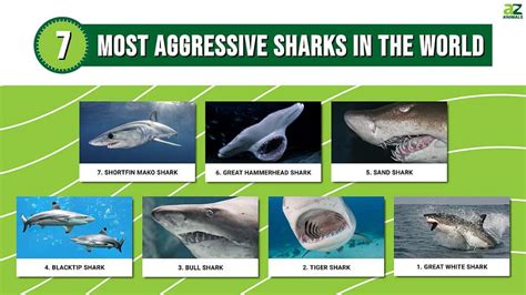 The Top 10 Most Dangerous Shark Species In The World And Where To Find Them