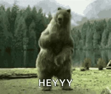 Heyy Dancing  Heyy Dancing Bear Discover And Share S