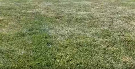 How To Fix Over Fertilized Lawn With In Depth Instructional Video