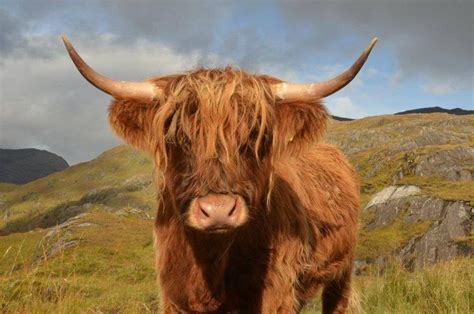 Highland Cow Tours If You Love The Iconic Scottish Highland Coo Then