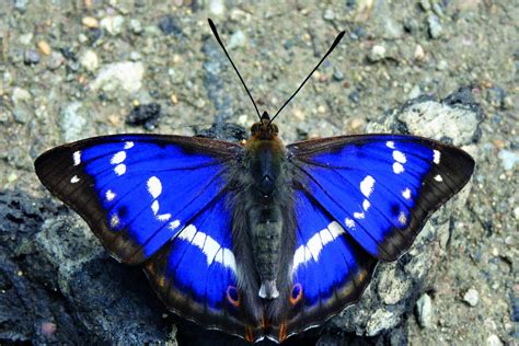 Purple Emperor Butterfly Guide Bbc Wildlife Magazine Discover Wildlife