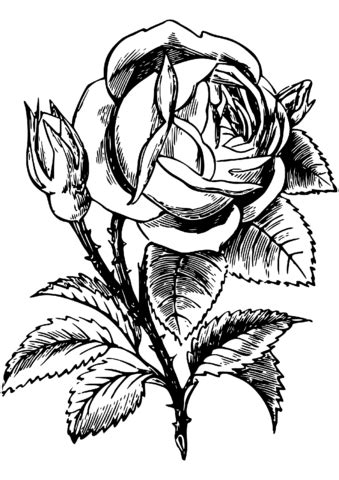 rose coloring page  printable coloring pages