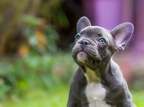 75 How Much A French Bulldog Cost Picture Bleumoonproductions