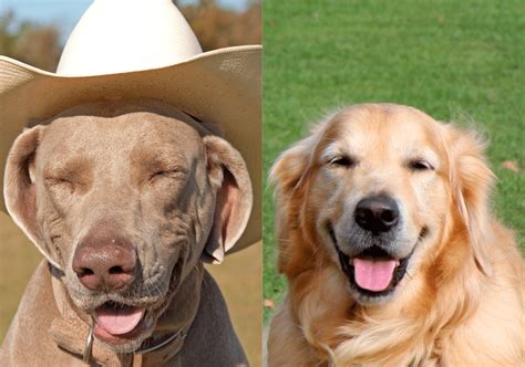 Weimaraner Golden Retriever Mix Goldmaraner Revealed