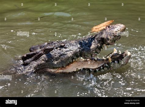 Saltwater Crocodile Crocodylus Porosus Queensland Australia Stock